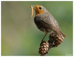 - Rotkehlchen mit Beute - ( Erithacus rubecula )