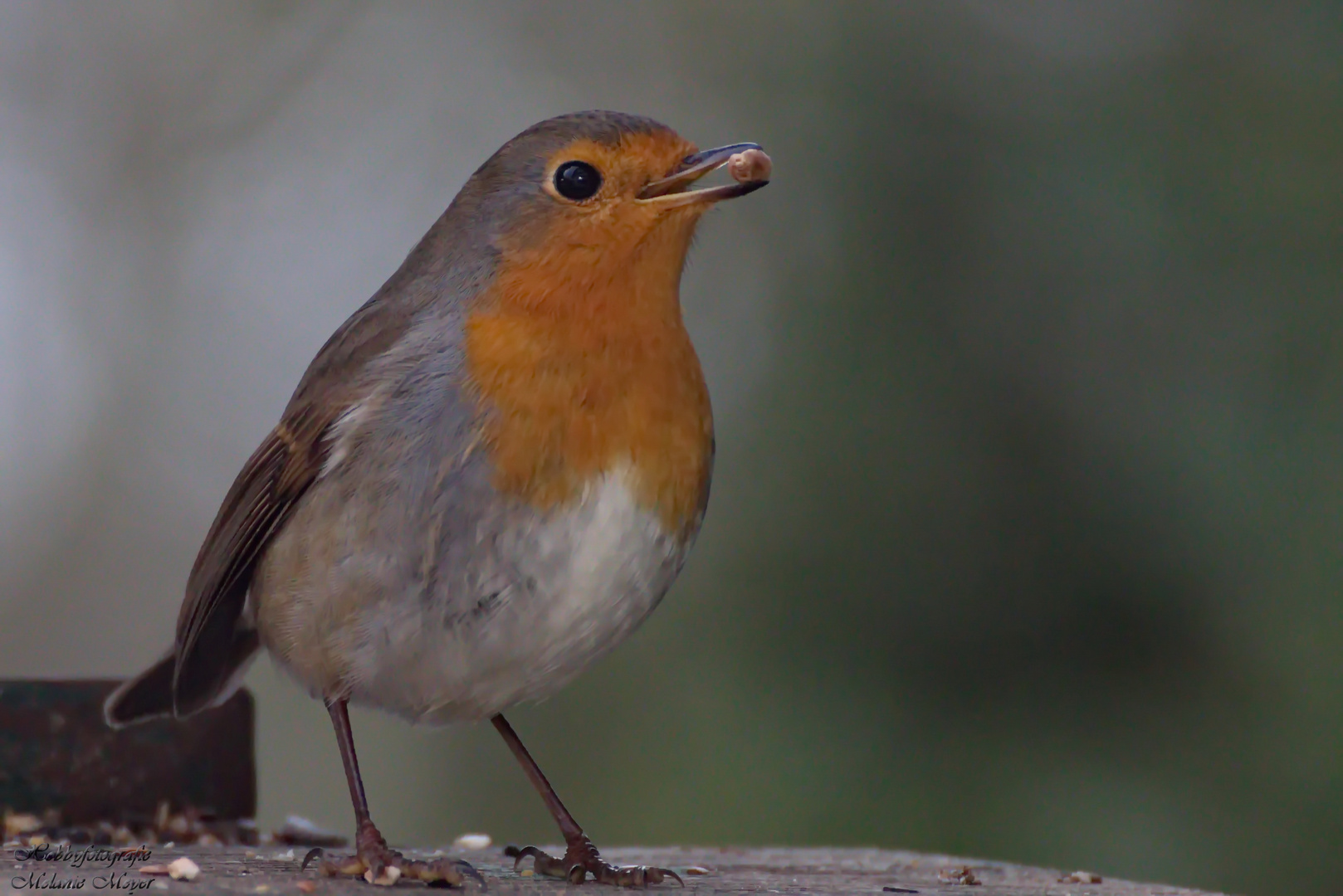 Rotkehlchen Mit Futter Foto Bild Tiere Wildlife Wildlife Luder Futterplatze Bilder Auf Fotocommunity