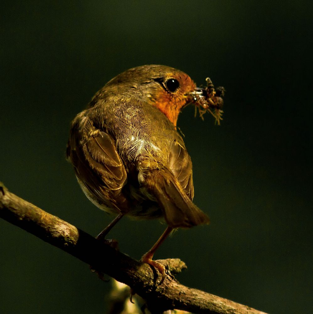 Rotkehlchen Mit Futter Foto Bild Tiere Wildlife Wild Lebende Vogel Bilder Auf Fotocommunity