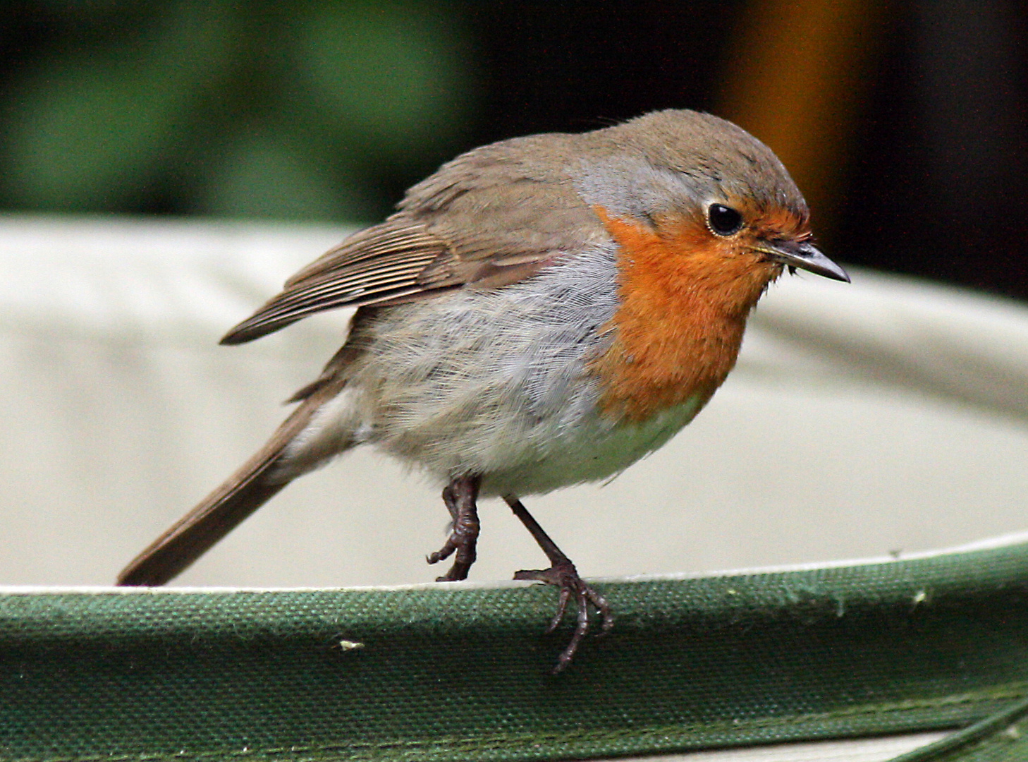 Rotkehlchen mit Handicap