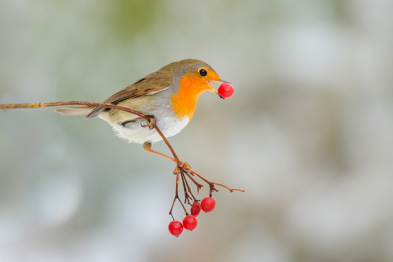 Rotkehlchen mit Schneeballbeere