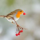 Rotkehlchen mit Schneeballbeere