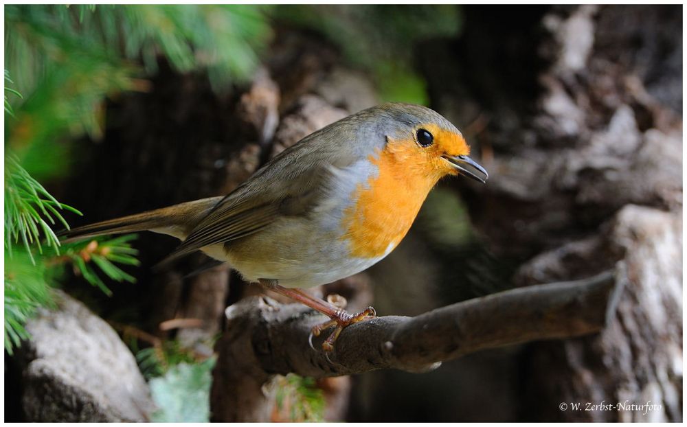 --- Rotkehlchen Nr. 1 --- ( Erithacus rubecula )