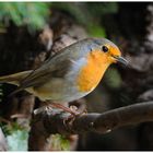 --- Rotkehlchen Nr. 1 --- ( Erithacus rubecula )