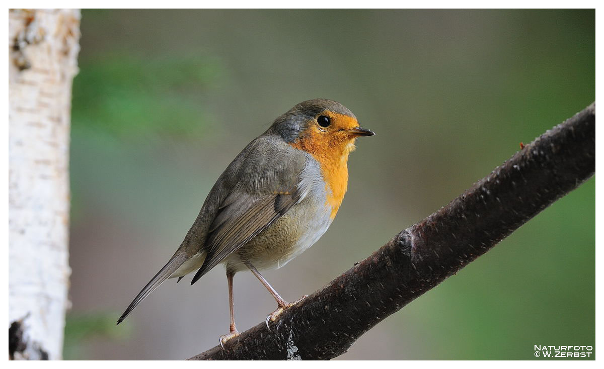 - Rotkehlchen Nr.3 - ( Erithacus rubecula )