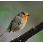 - Rotkehlchen Nr.3 - ( Erithacus rubecula )