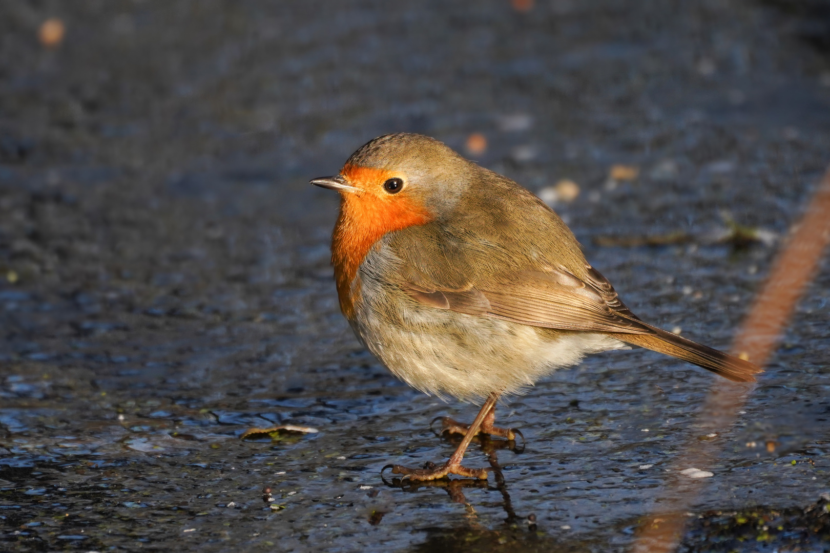 Rotkehlchen on Ice