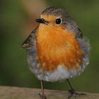 Rotkehlchen