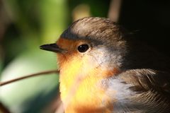 Rotkehlchen Portrait