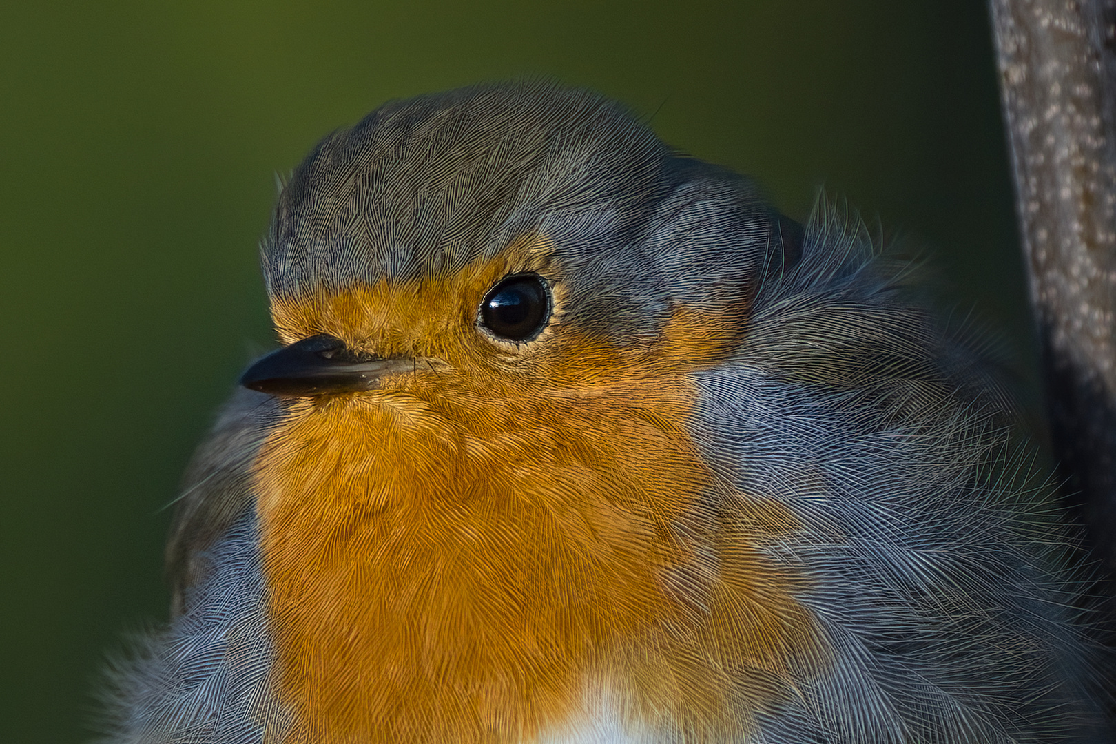 Rotkehlchen Portrait