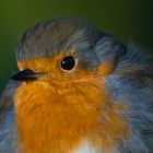 Rotkehlchen Portrait