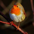 Rotkehlchen präsentiert sich im Sonnenlicht