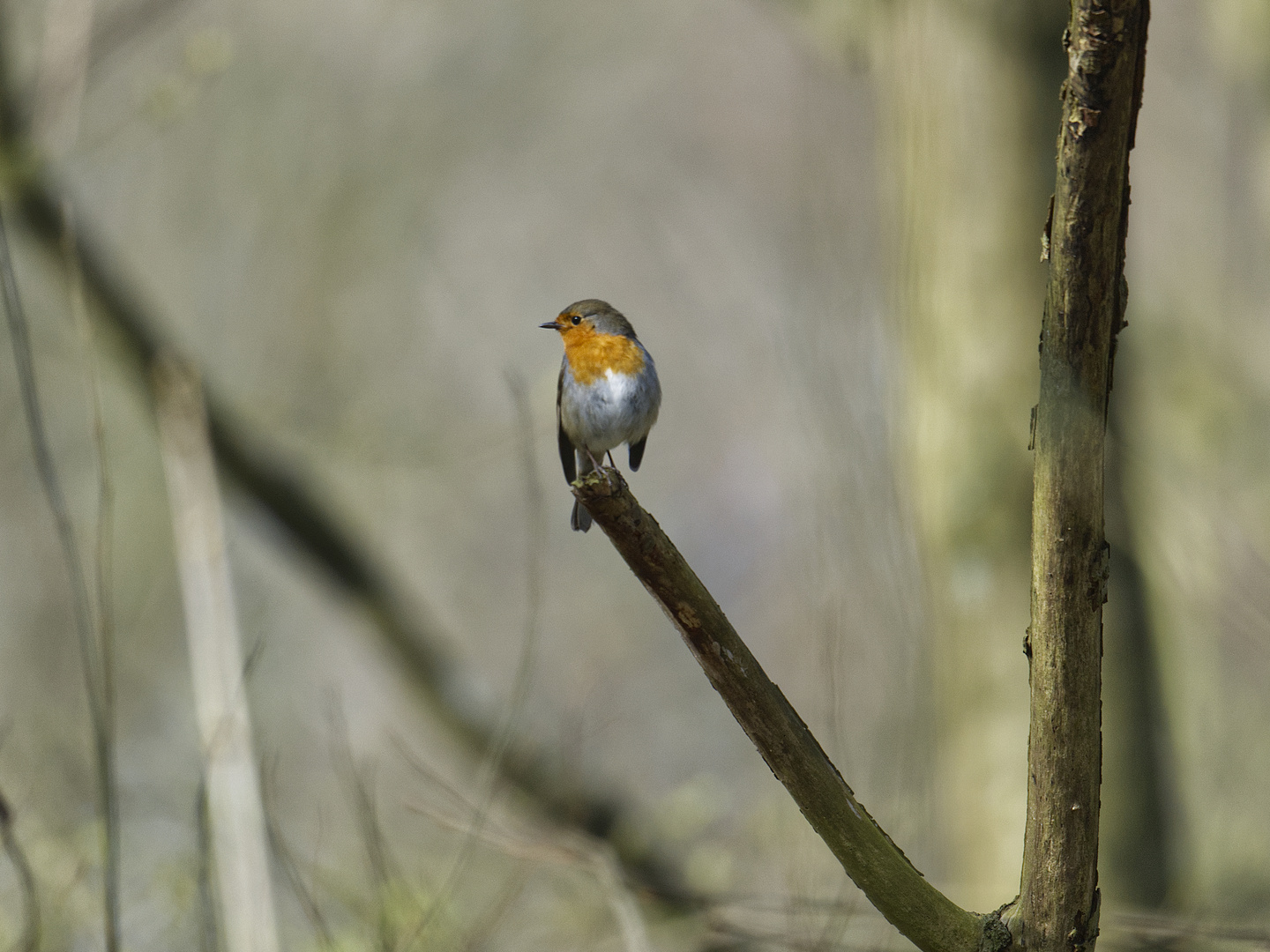 Rotkehlchen RAW A7II b I 07.03.2024  (114)