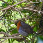 Rotkehlchen / robin 