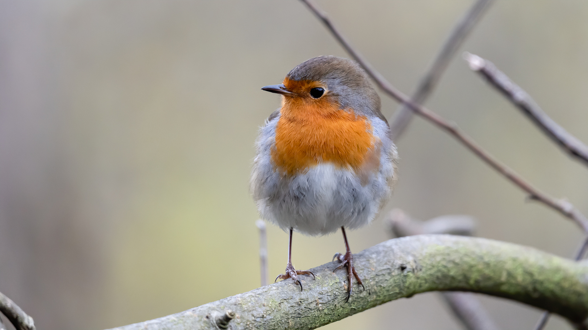 Rotkehlchen - Robin