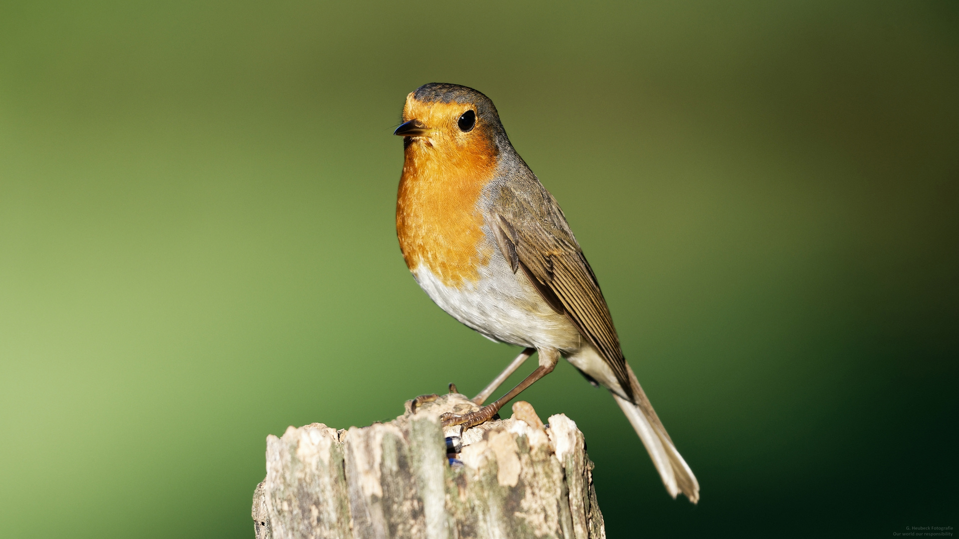 Rotkehlchen / Robin