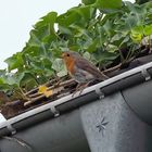 Rotkehlchen / Robin auf der Dachrinne - einer der klassischen Kulturfolger
