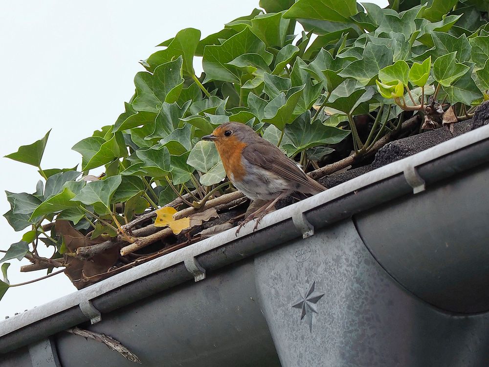 Rotkehlchen / Robin auf der Dachrinne - einer der klassischen Kulturfolger