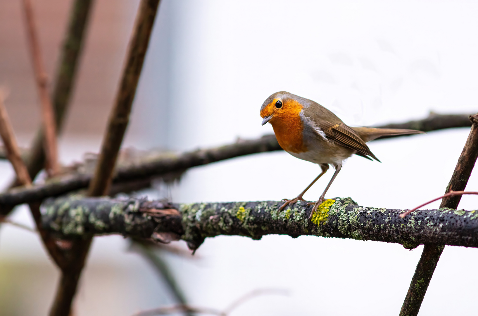    Rotkehlchen    ( Robin )