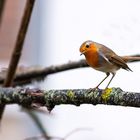    Rotkehlchen    ( Robin )