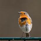 Rotkehlchen  Robin  Erithacus rubecula