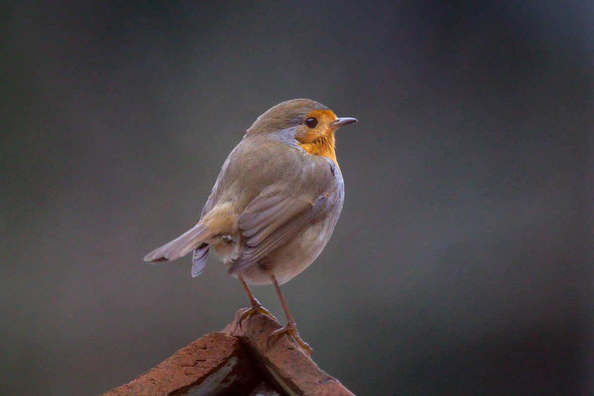 Rotkehlchen | Robin | Erithacus rubecula