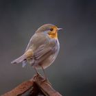 Rotkehlchen | Robin | Erithacus rubecula