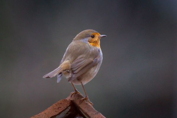 Rotkehlchen | Robin | Erithacus rubecula