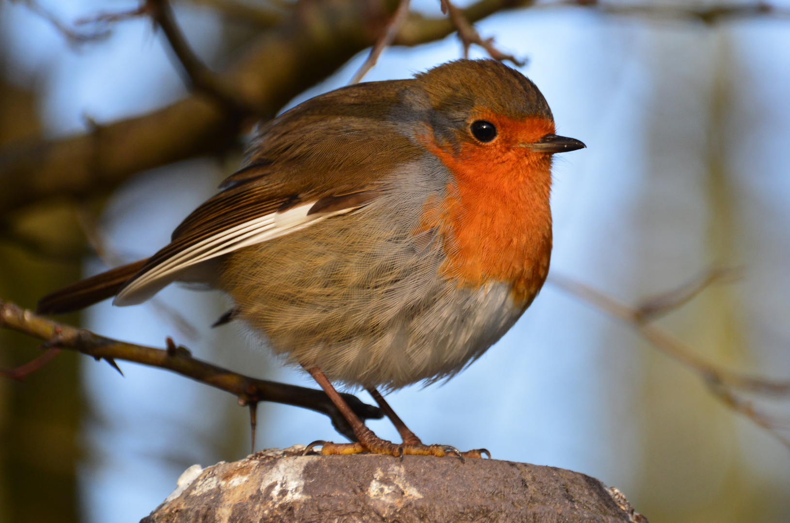 Rotkehlchen / Robin redbreast