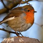 Rotkehlchen / Robin redbreast