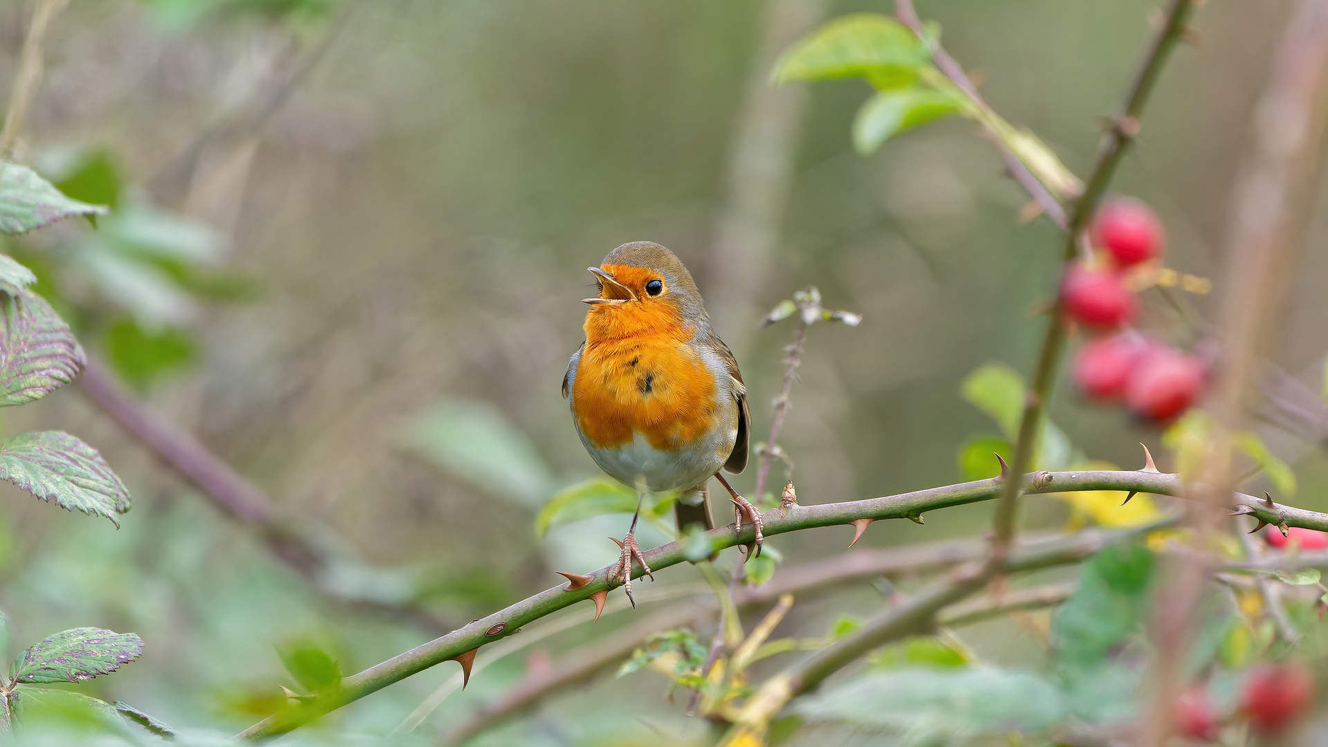 Rotkehlchen sing ein Herbstlied