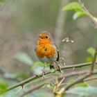 Rotkehlchen sing ein Herbstlied