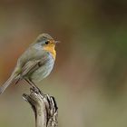 Rotkehlchen singen auch im Winter