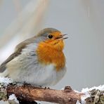 Rotkehlchen singen auch im Winter