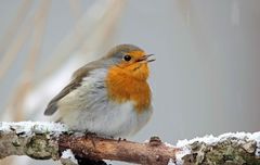 Rotkehlchen singen auch im Winter