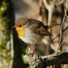 Rotkehlchen & Sonne