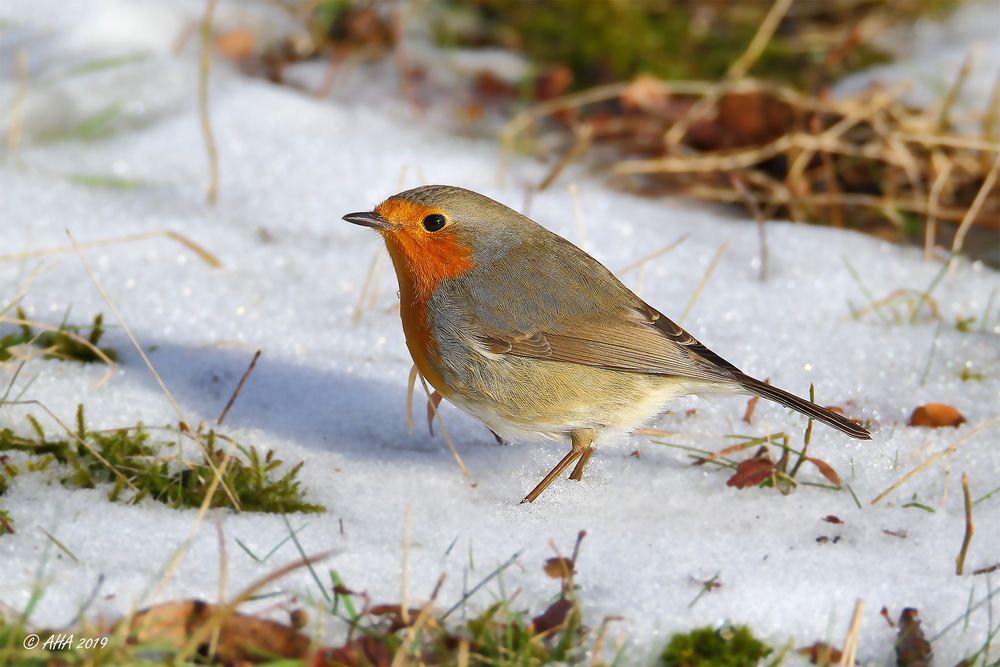 Rotkehlchen, Sonne, Schnee