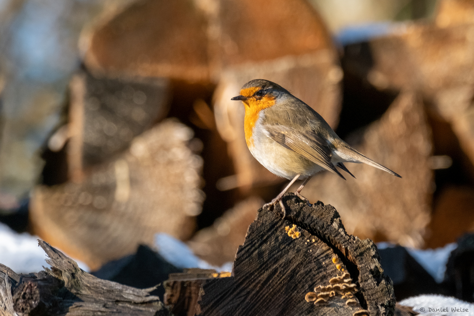 Rotkehlchen sonnt sich im Winter