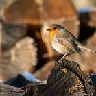 Rotkehlchen sonnt sich im Winter