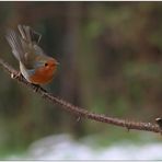 Rotkehlchen take-off