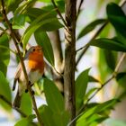 Rotkehlchen trällert fröhlich in der Morgensonne