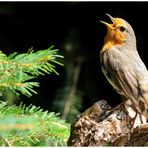 - Rotkehlchen trillert ihr Lied - ( Erithhacua rubecula )