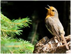 - Rotkehlchen trillert ihr Lied - ( Erithhacua rubecula )