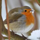 Rotkehlchen trinkt Schnee