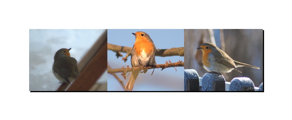 Rotkehlchen-Trio