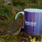  Rotkehlchen und Moma-Tasse im "Nipp-Verfahren ©" 