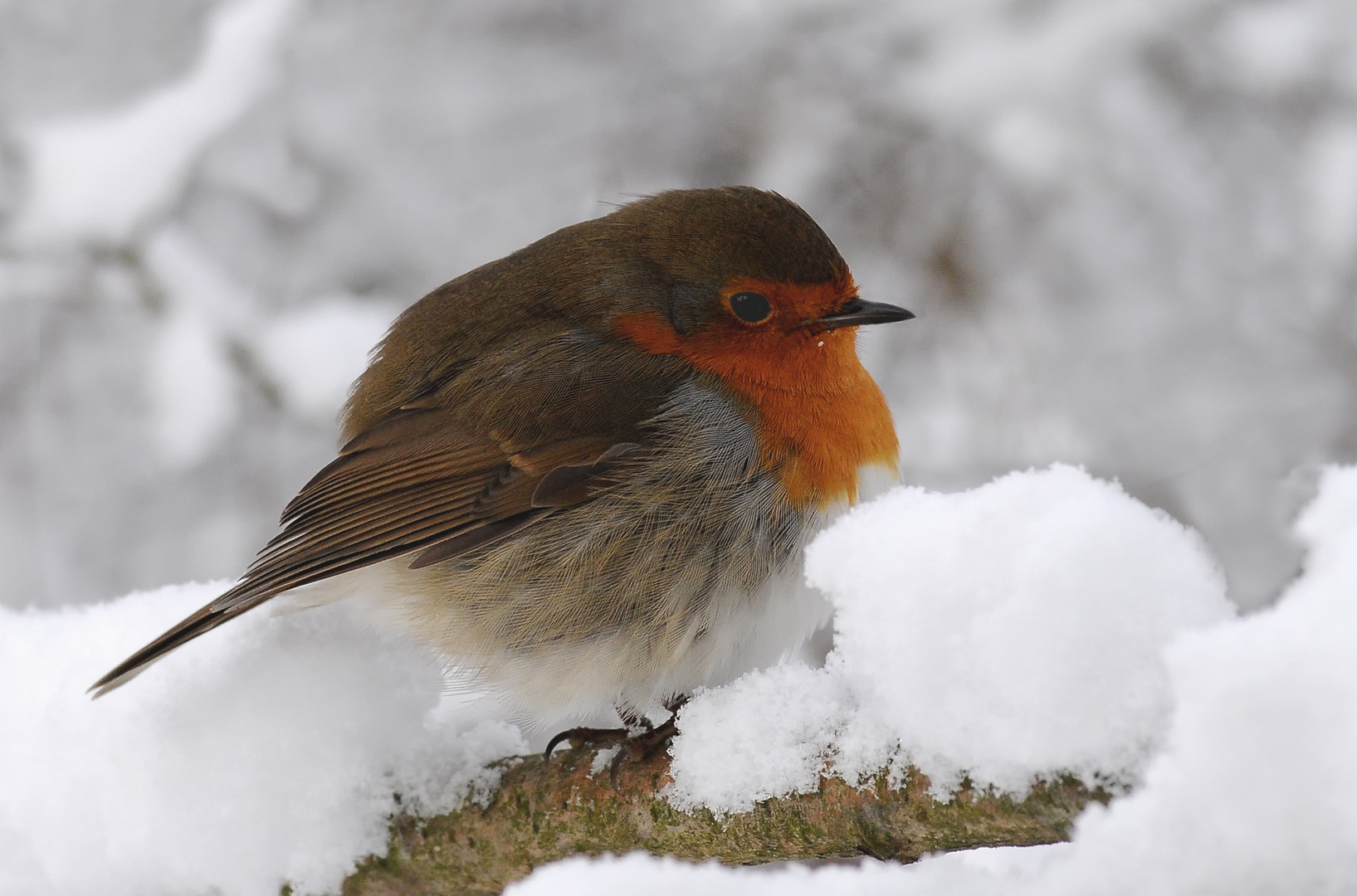 Rotkehlchen und Schnee