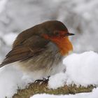 Rotkehlchen und Schnee