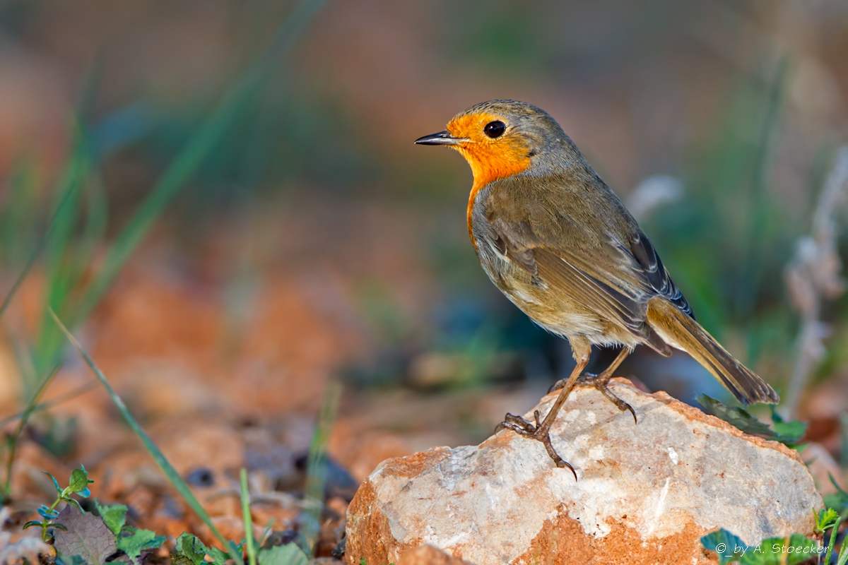 Rotkehlchen unterm Olivenbaum