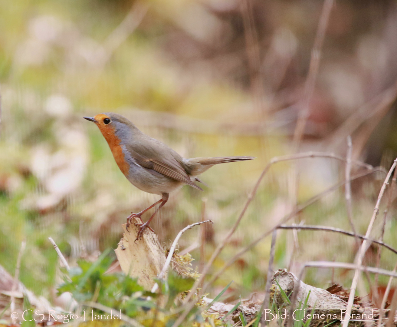 Rotkehlchen Vogel des Jahres 2021 